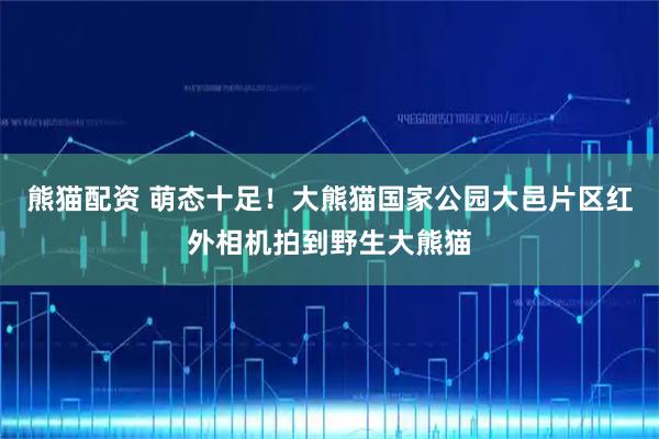 熊猫配资 萌态十足！大熊猫国家公园大邑片区红外相机拍到野生大熊猫